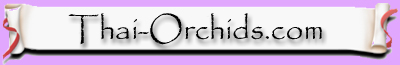 Thai-Orchids.com